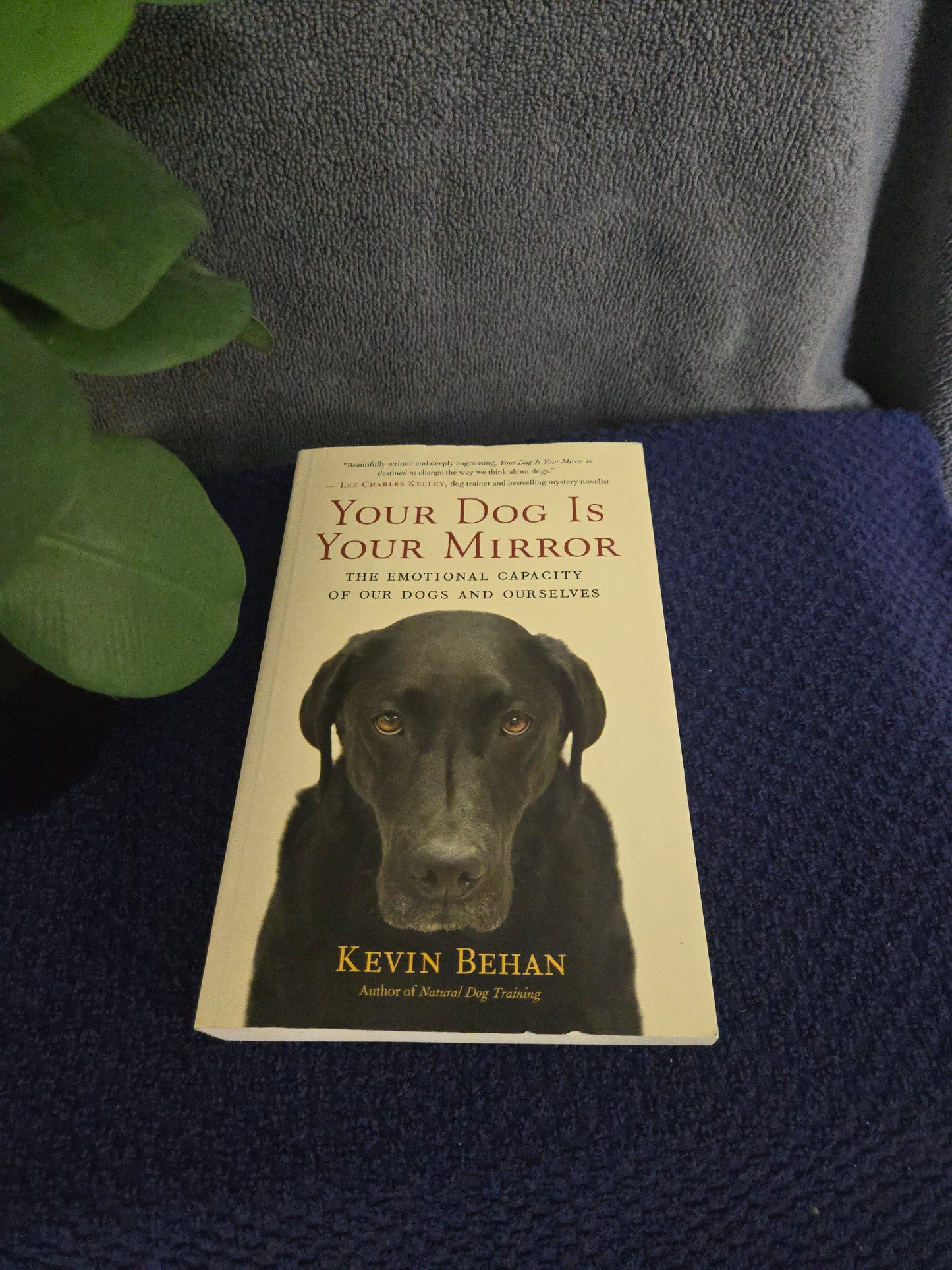 Your Dog Is Your Mirror: The Emotional Capacity of Our Dogs and Ourselves